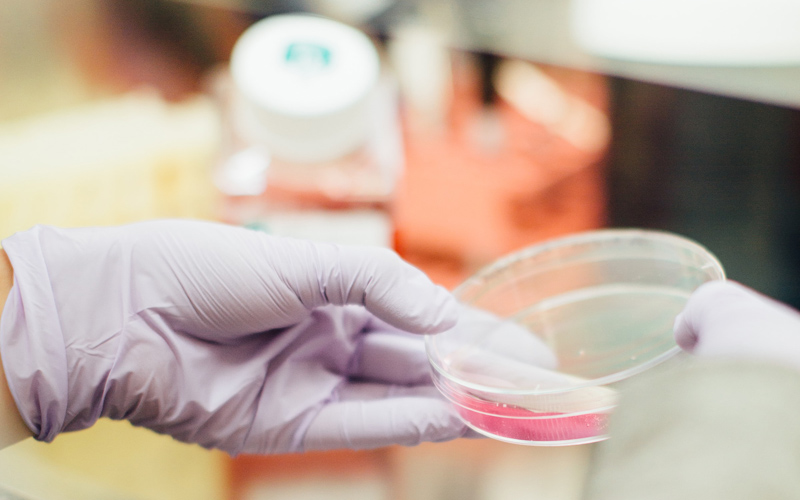 pictured: gloved hands handle a petri dish holding a pink solution